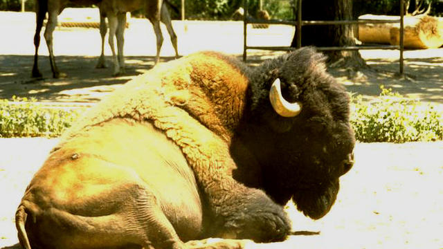 bison-generic.jpg 