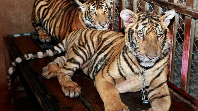 Two tiger cubs are chained and kept in an enclosure on the rooftop of the apartment building in Pathum Thani proivince, central Thailand on Monday, Sept. 10, 2012.  