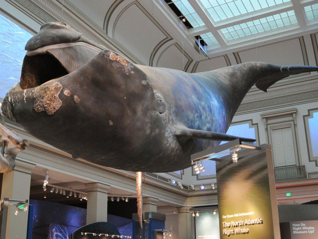 rightwhale.jpg