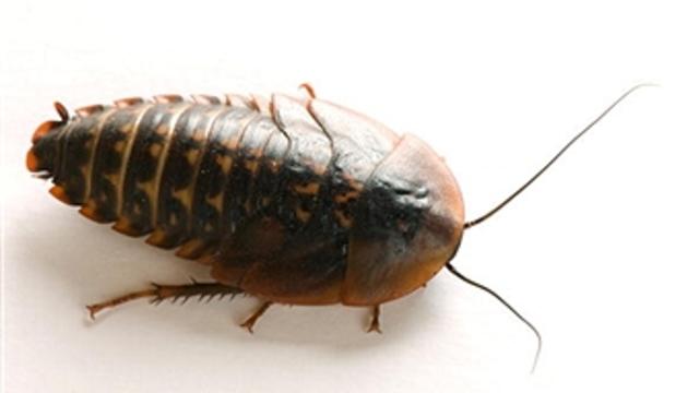cockroach.jpg 