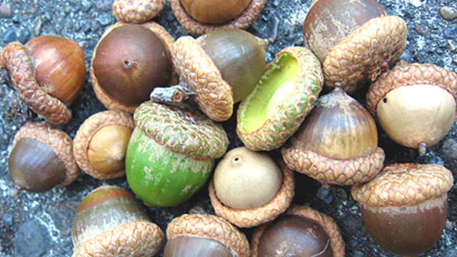 acorns.jpg 