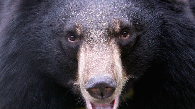 black-bear-0917.jpg 