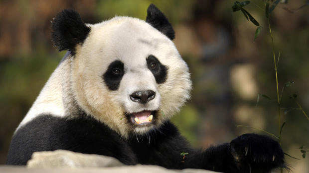 Panda gives birth at National Zoo 