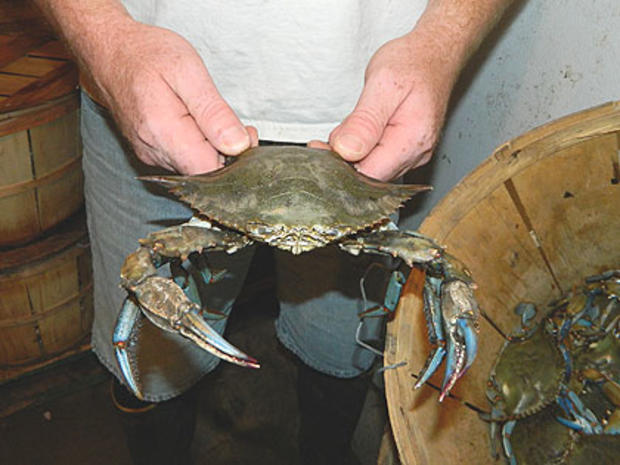 (Live blue claw crab.  Credit: Jay Lloyd) 