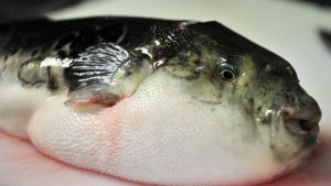pufferfish.jpg 