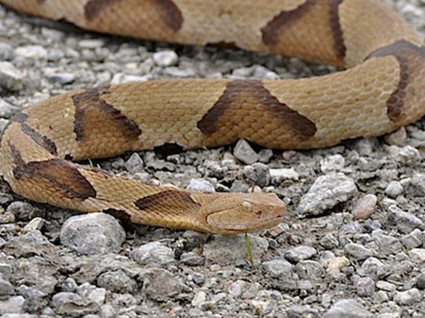 Copperhead Snake 