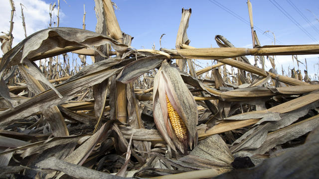 In this Sept. 19, 2012, photo corn plants weakened by the drought lie on the ground after being knocked over by rain in Bennington, Neb.  