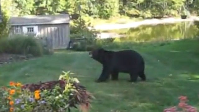 Bear vs. Nishanto 