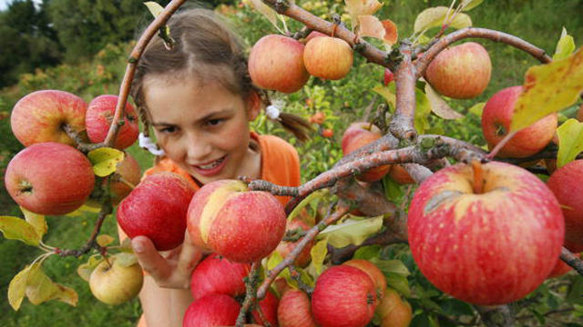 girl-picking-apples-getty.jpg 