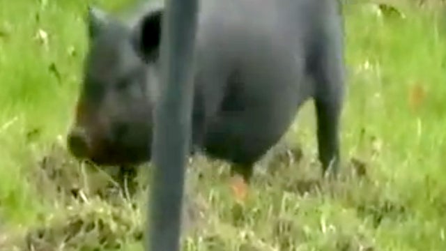This black pot-bellied pig has been tearing up neighbors lawns in Midland Heights, Penn., and they're not quite sure how to handle it. 