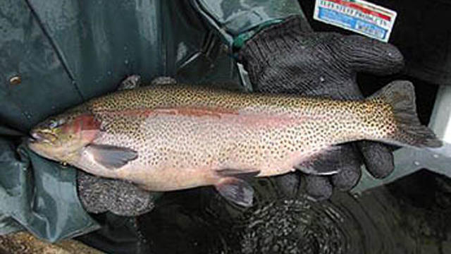 hofer-rainbow-trout.jpg 