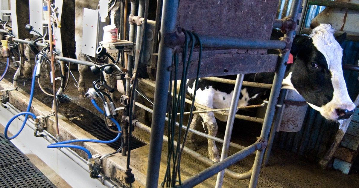 Three ex-workers at huge Idaho dairy charged with animal cruelty - CBS News