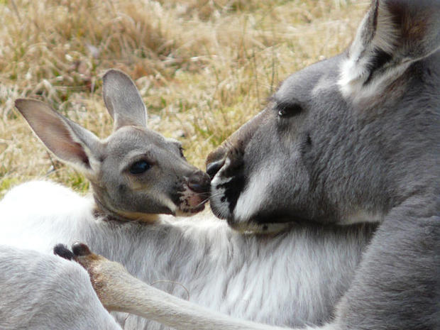 kangaroo-born-at-franklin-park-zoo.jpg 