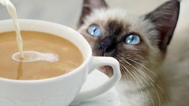 coffee-cat-420.jpg 
