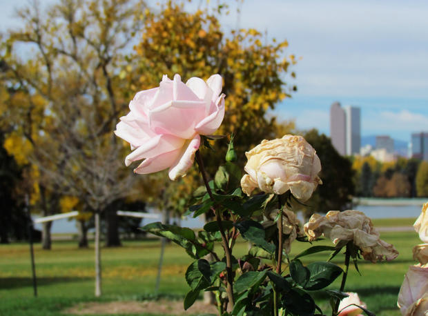 city-view-from-rose-garden.jpg 