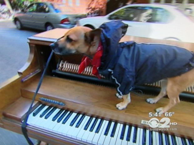 Brando The Traveling Piano Dog 