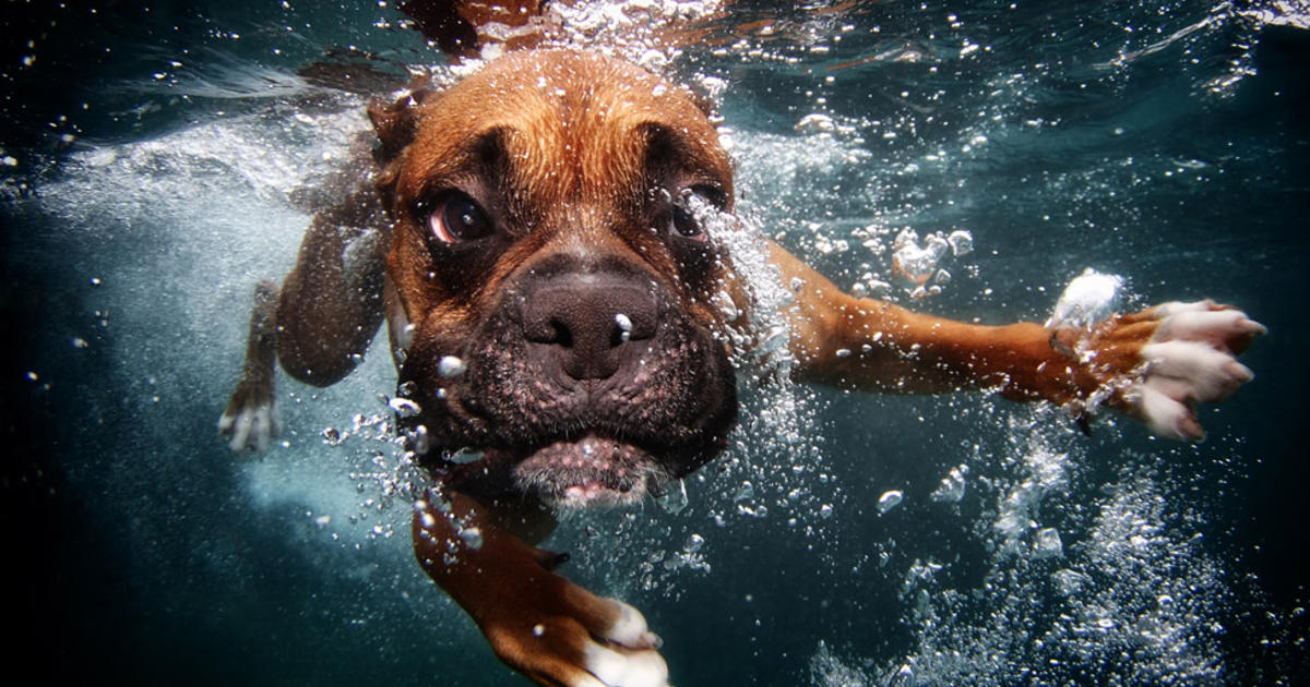 can dogs go underwater