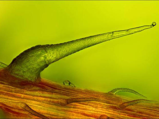 Stinging nettle trichome on leaf vein (100x) 