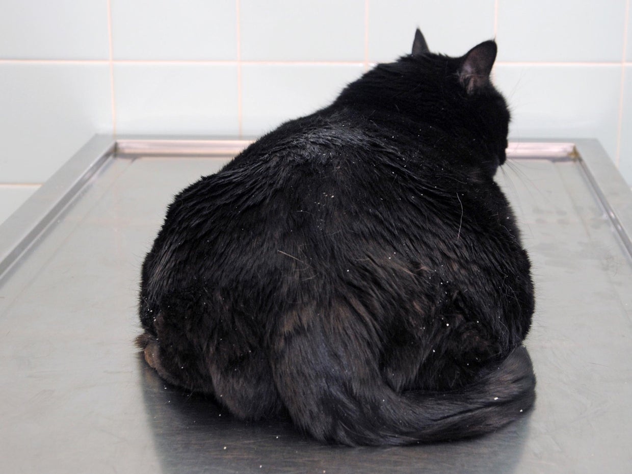 Pet weight loss contest: Before and after - Knockout Feline Leukemia Weight Loss Tricks