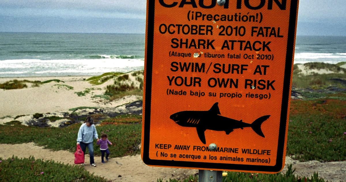 Fatal Shark Attack  10 News First 