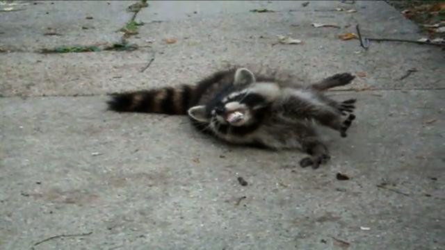distemper-raccoon.jpg 