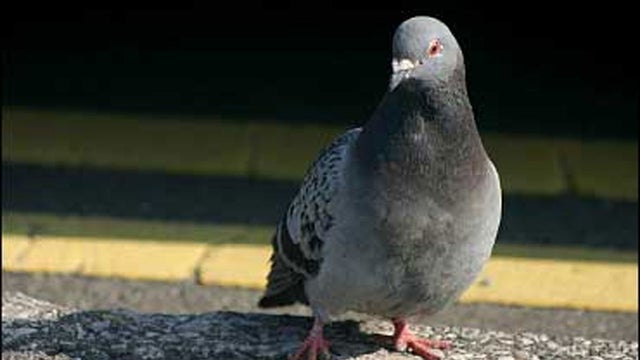 pigeon.jpg 
