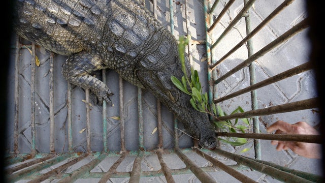 gaza strip, palestine, crocodile 