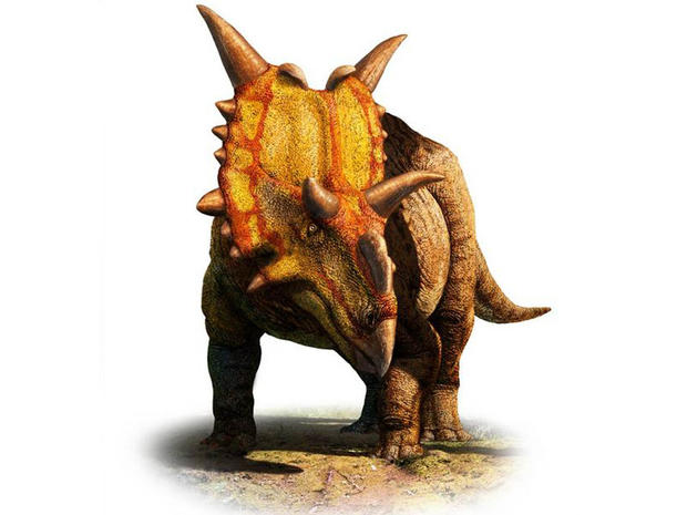 Xenoceratops (meaning "alien horned-face") had massive spikes at the top of its head, two hooks jutting from its forehead, and a ruffled shield around its neck. 