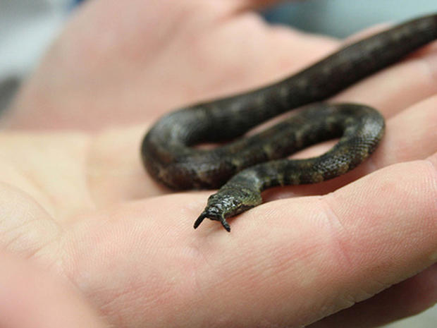 A baby tentacled snake. 