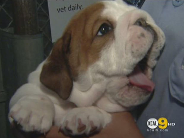 Bulldogs Rescued From Baldwin Park Home 