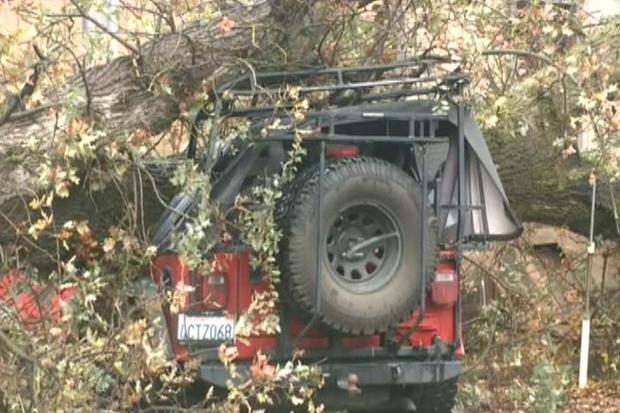 tree-jeep-1.jpg 