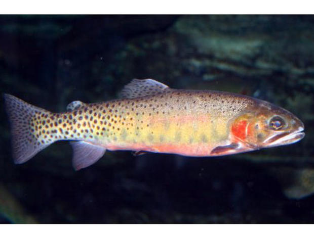 Greenback cutthroat trout 