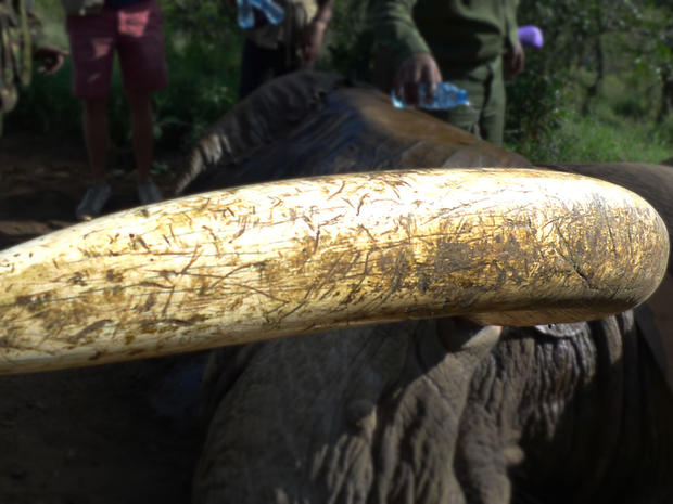 Mountain Bull's tusks were estimated to weigh about 40 kilograms, worth tens of thousands of dollars to the end buyer on the black market. 