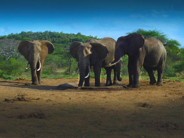 Three elephants at a watering hole at the ol Donyo Lodge. CBS was hosted there by Richard Bonham, a conservationist who supports The Big Life Foundation (biglife.org). 