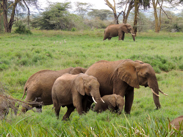 A family group of elephants at Lewa Wildlife Conservancy. Each elephant eats up to 300 pounds of grass, trees and bush in one day. Lewa currently has 297 elephants, a number that varies seasonally. 