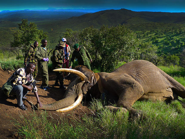 1_kenya_elephant_mountain_bull_FB.jpg 