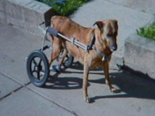 dog wheelchair stolen 