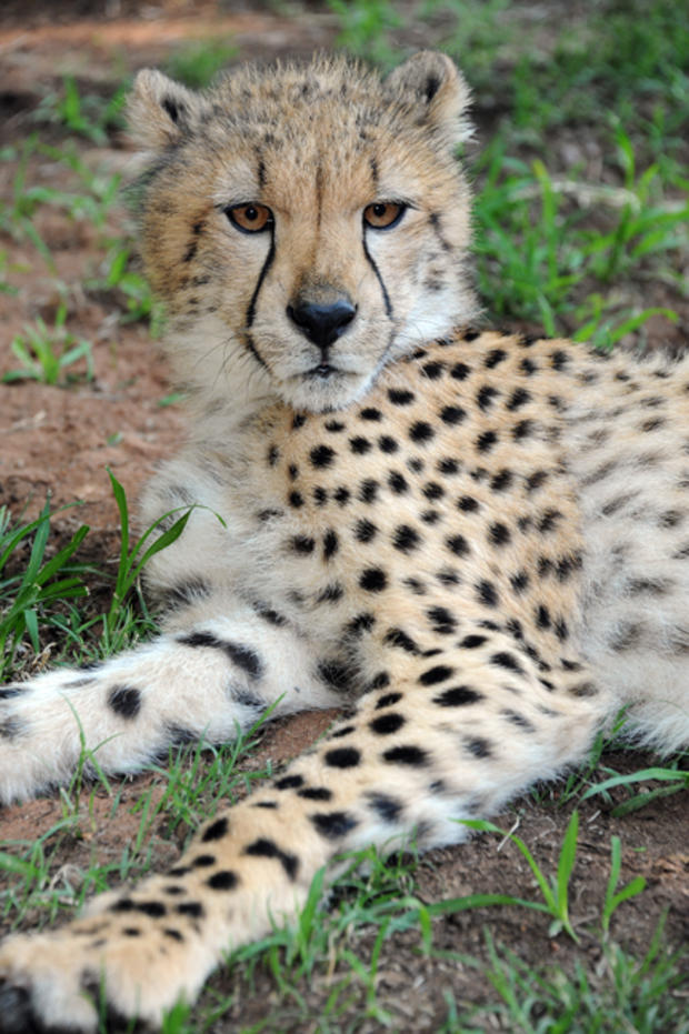 cheetah4.jpg 