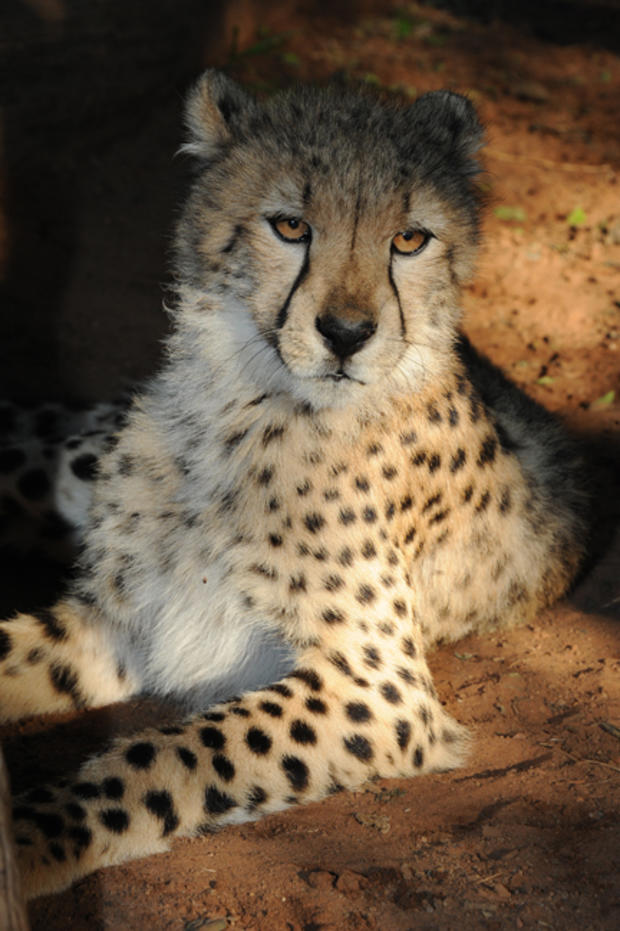 cheetah1.jpg 
