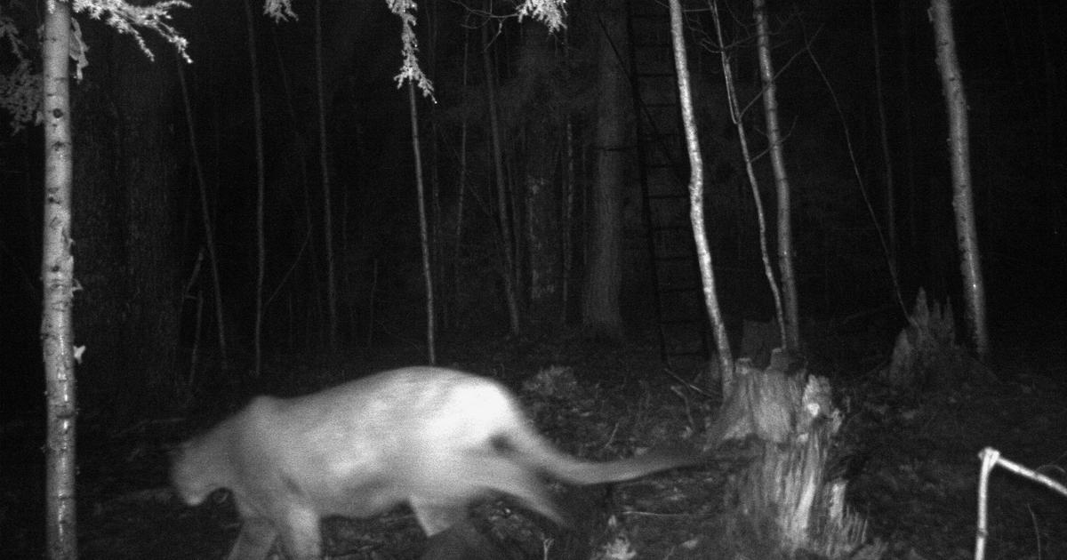 Michigan Dnr Verifies 3 Up Cougar Sightings Cbs Detroit 