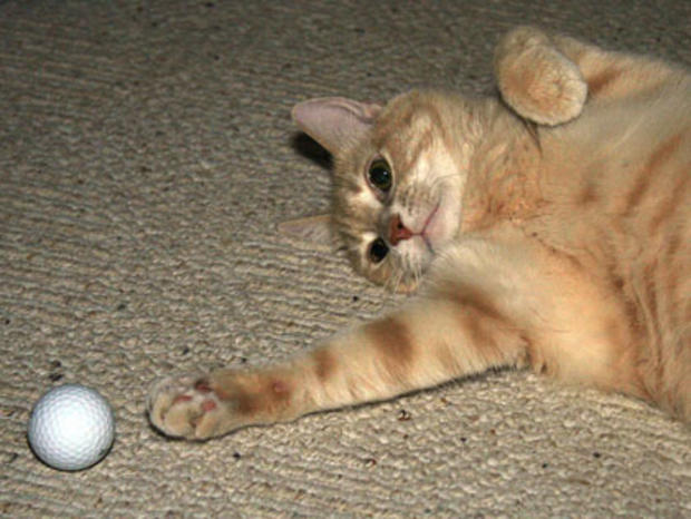 A domestic cat is shown playing with a b 