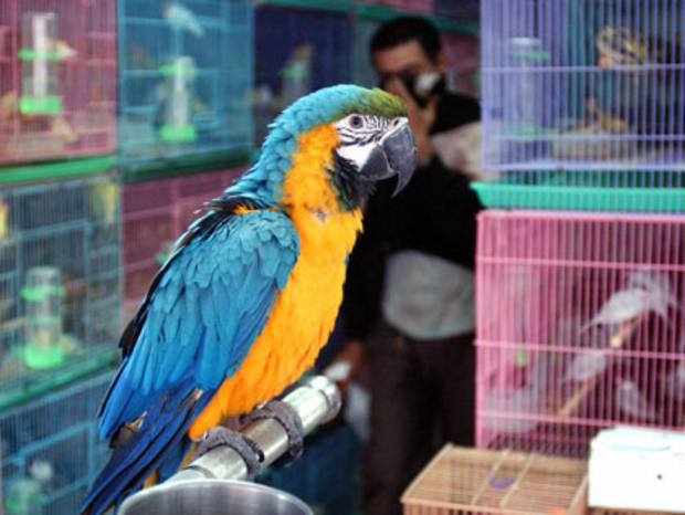A parrot stands on its perch in a pet bi 