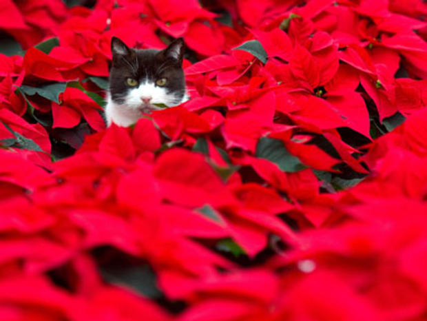 A cat sits sits amid of poinsettia plant 