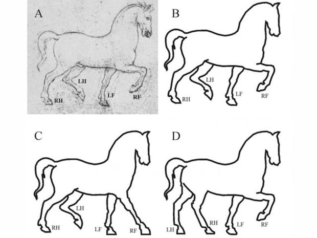 A sketch by Leonardo da Vinci (A) shows improper foot placement (B). Images C and D show how the image could be corrected to show the horse walking correctly. 