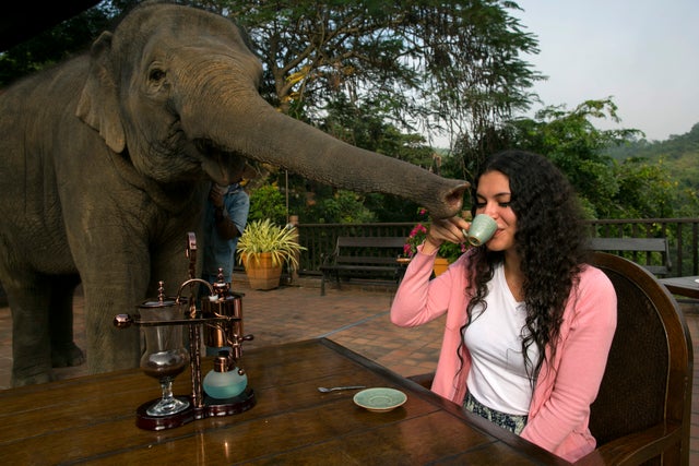 29-ElephantDungCoffee.jpg 