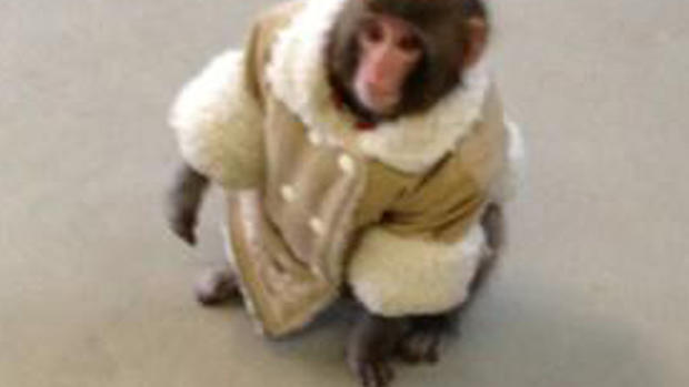 Monkey in IKEA photos go viral 