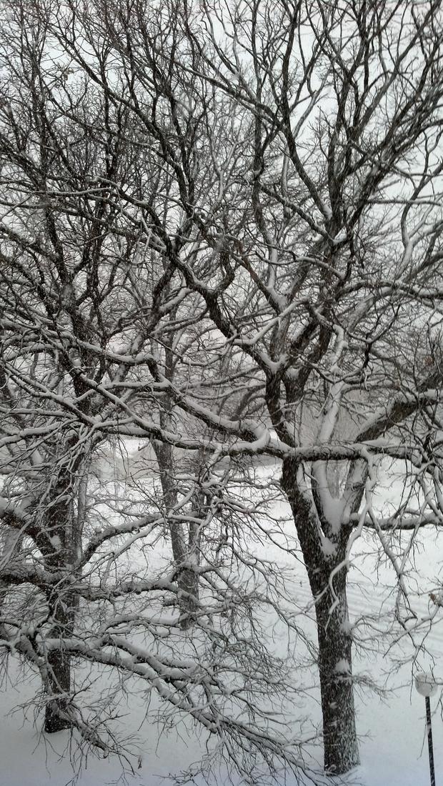 catherine-troche-roseville-12-10-snow.jpg 