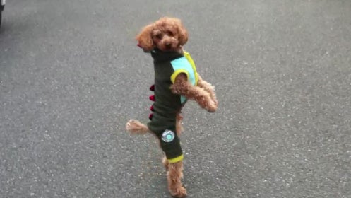 Toy_Poodle_Tatsu_Costume.jpg 