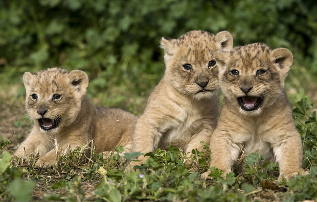 Three one-month-old lion cubs make their 