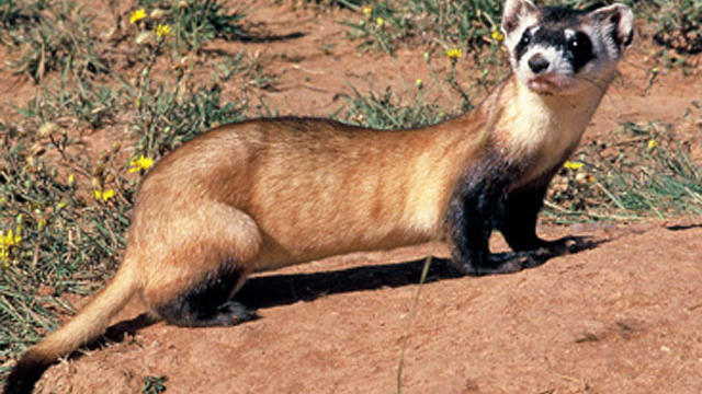 black-footed-ferret.jpg 